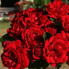 Роза флорибунда Югендлибе (Jugendliebe)