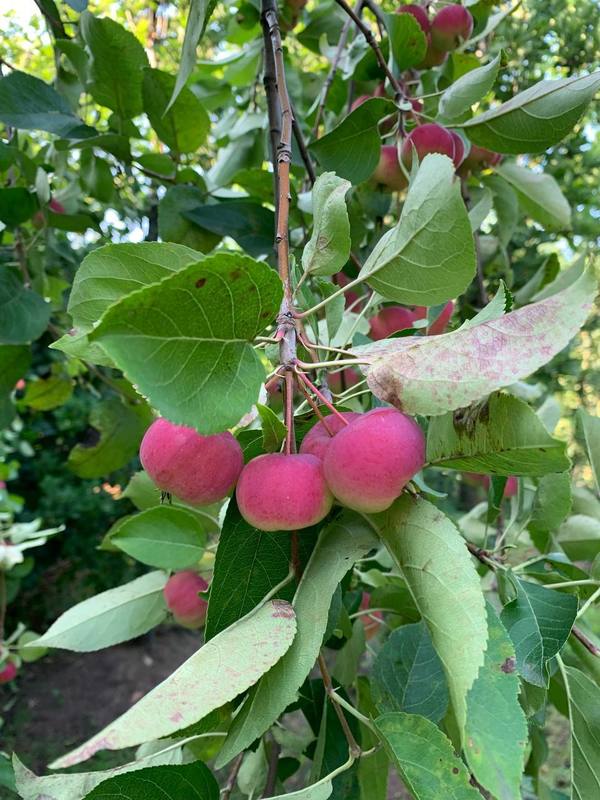 Яблоня ягодная Малюс бакката (Malus baccata)