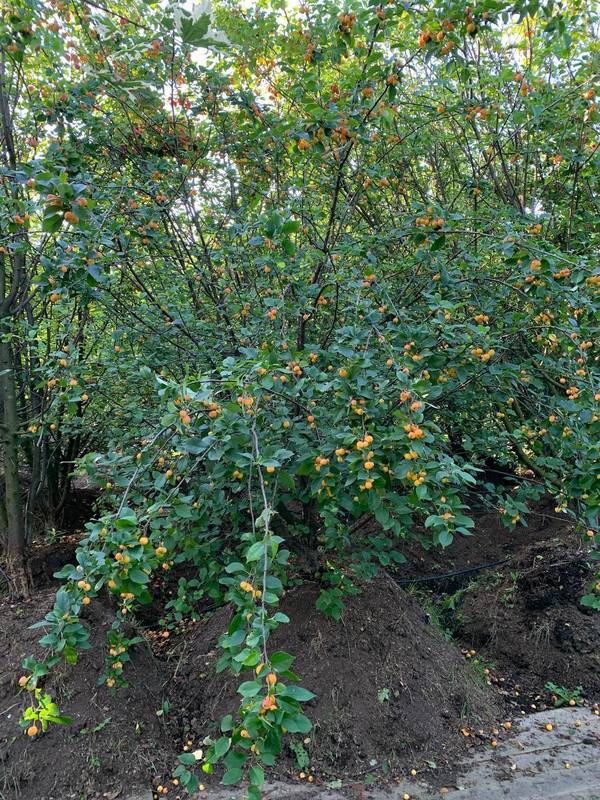 Яблоня ягодная Малюс бакката (Malus baccata)