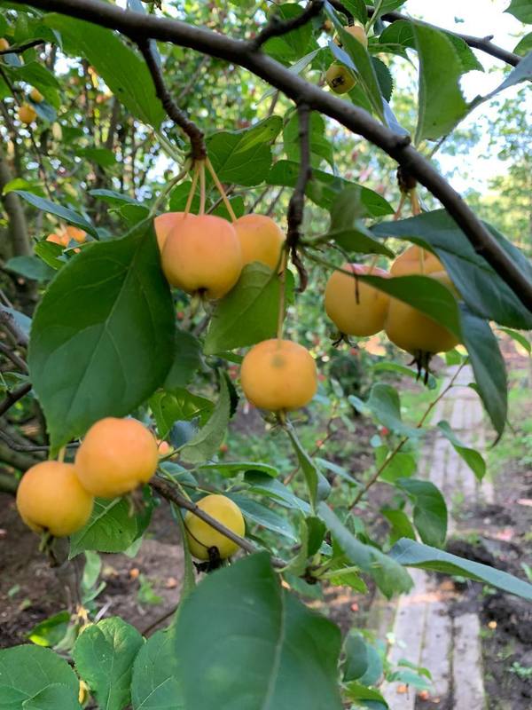 Яблоня ягодная Малюс бакката (Malus baccata)