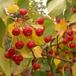 Яблоня ягодная (Malus baccata)