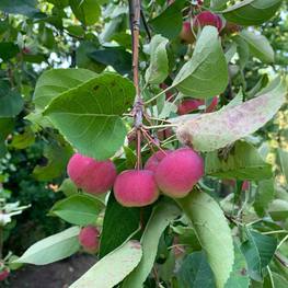 Яблоня ягодная Малюс бакката (Malus baccata)