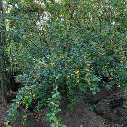 Яблоня ягодная Малюс бакката (Malus baccata)
