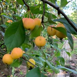 Яблоня ягодная Малюс бакката (Malus baccata)