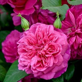 Роза английская Джеймс Л. Остин (James L. Austin)