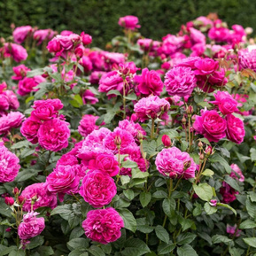 Роза английская Джеймс Л. Остин (James L. Austin)