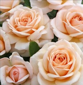 Роза чайно-гибридная Кураж (Courage)