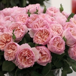 Роза чайно-гибридная Принцесс Шарлен де Монако (Princesse Charlene De Monaco)