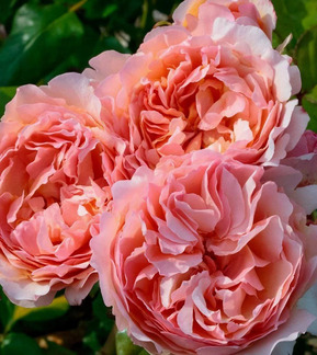 Роза чайно-гибридная Принцесс Шарлен де Монако (Princesse Charlene De Monaco)