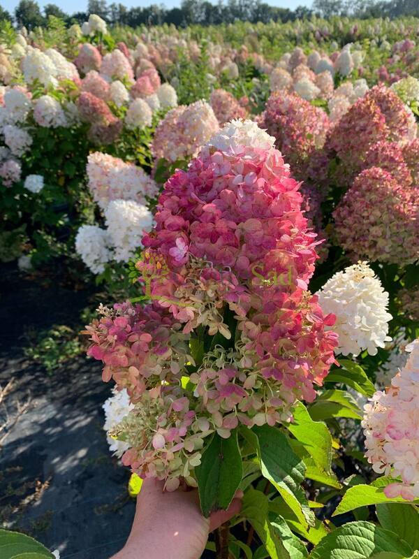 Гортензия метельчатая Шуга Раш (Sugar Rush)