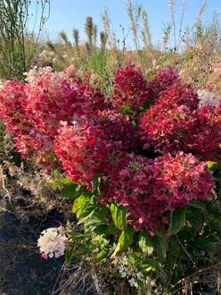 Гортензия метельчатая Литтл Блоссом (Little Blossom)