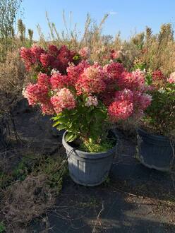 Гортензия метельчатая Литтл Блоссом (Little Blossom)