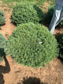 Сосна обыкновенная Аргента Компакта (Argentea Compacta)