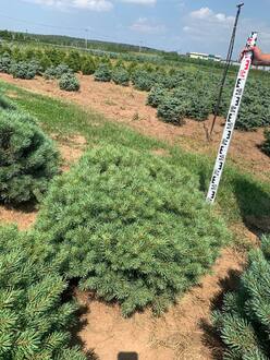 Сосна обыкновенная Аргента Компакта (Argentea Compacta)