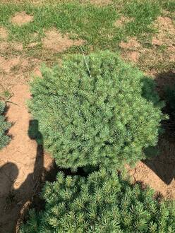 Сосна обыкновенная Аргента Компакта (Argentea Compacta)