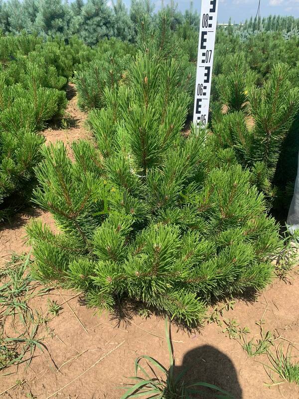 Сосна горная Зюндерт (Zundert)