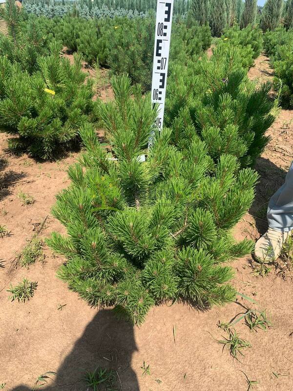 Сосна горная Зюндерт (Zundert)