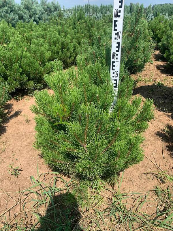 Сосна горная Зюндерт (Zundert)