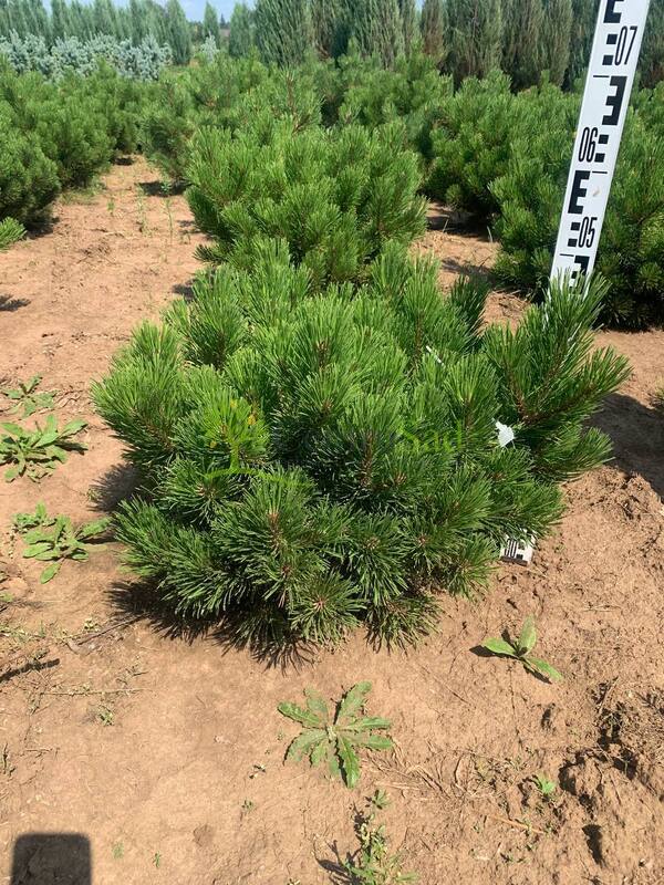 Сосна горная Зюндерт (Zundert)