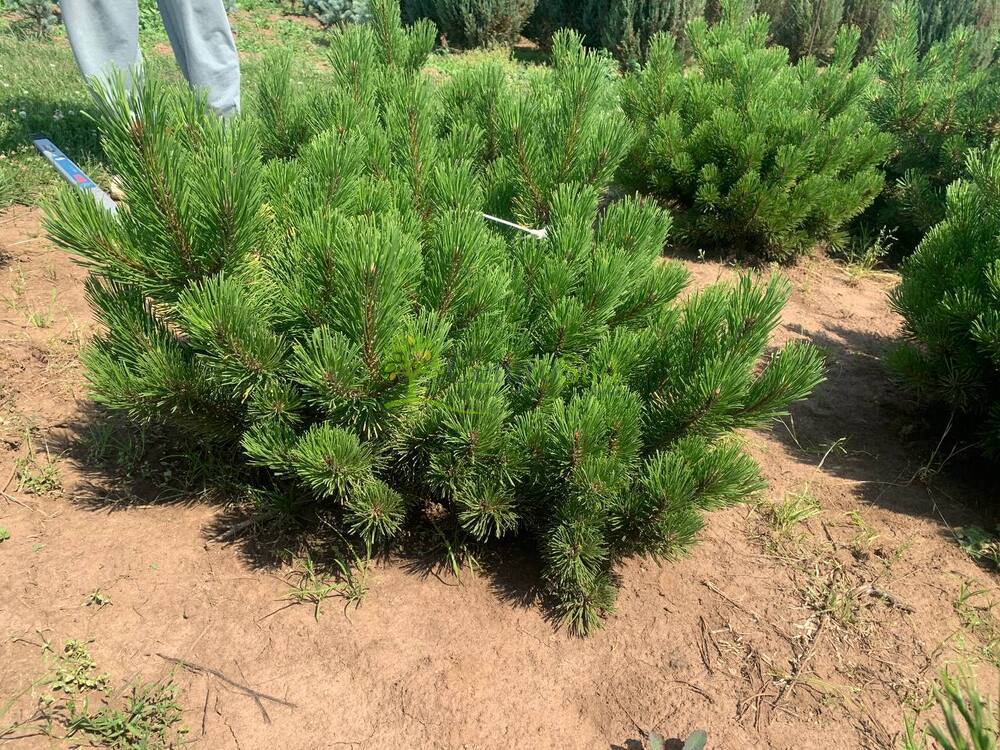 Сосна горная Зюндерт (Zundert)