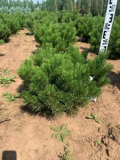 Сосна горная Зюндерт (Zundert)