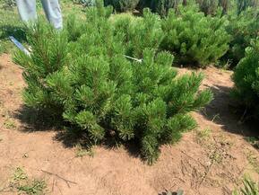 Сосна горная Зюндерт (Zundert)