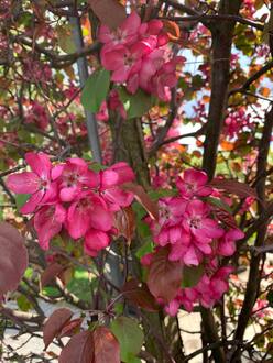 Арка из яблони Рудольф