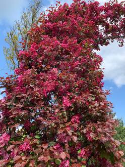 Арка из яблони Рудольф