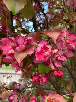 Арка из яблони Рудольф