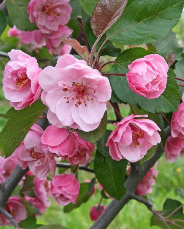 Яблоня декоративная Бренди Меджик (Brandy Magic)