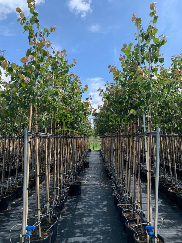 Яблоня декоративная Бренди Меджик (Brandy Magic)