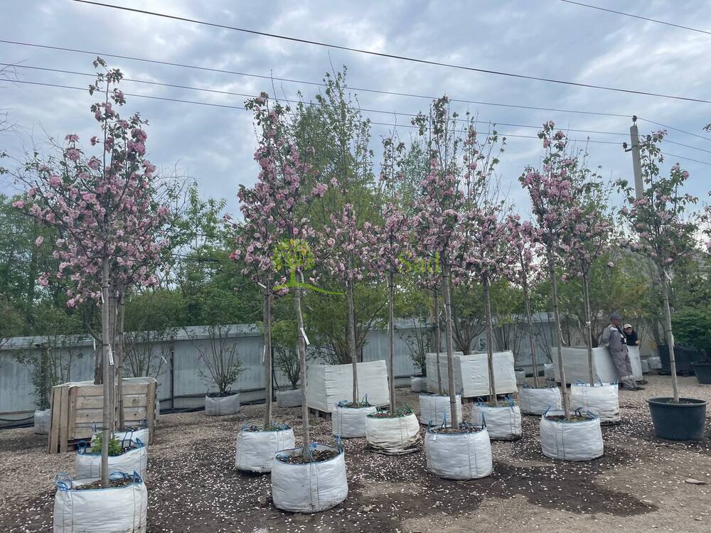 Яблоня декоративная Бренди Меджик (Brandy Magic)