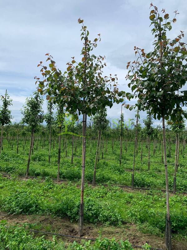 Яблоня декоративная Бренди Меджик (Brandy Magic)