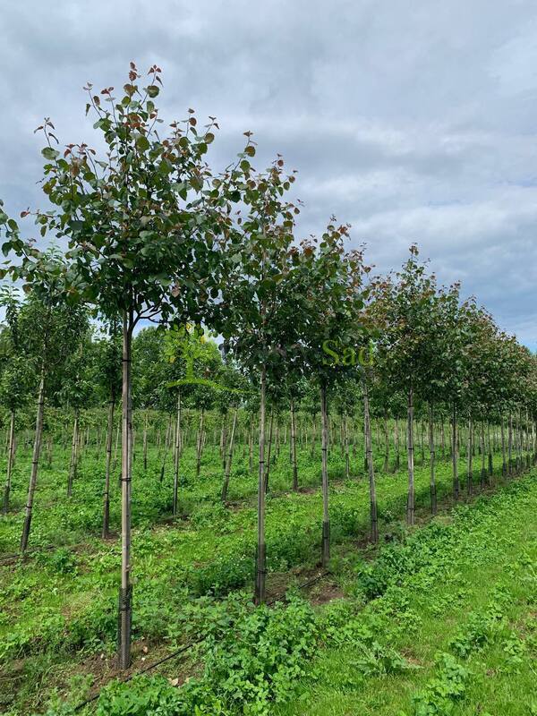 Яблоня декоративная Бренди Меджик (Brandy Magic)