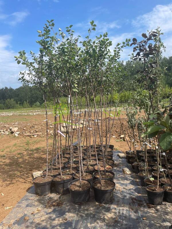 Яблоня декоративная Бренди Меджик (Brandy Magic)