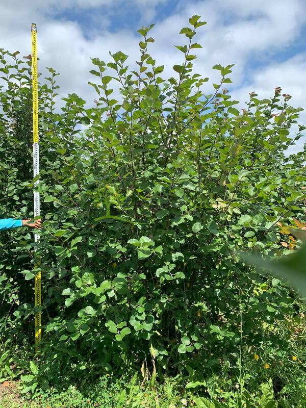 Яблоня декоративная Бренди Меджик (Brandy Magic)