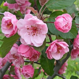 Яблоня декоративная Бренди Меджик (Brandy Magic)