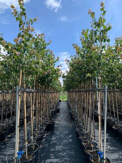 Яблоня декоративная Бренди Меджик (Brandy Magic)