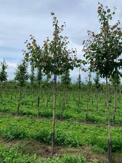 Яблоня декоративная Бренди Меджик (Brandy Magic)