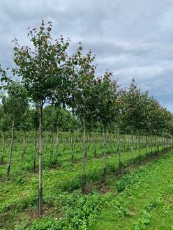 Яблоня декоративная Бренди Меджик (Brandy Magic)