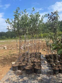 Яблоня декоративная Бренди Меджик (Brandy Magic)