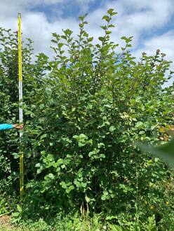 Яблоня декоративная Бренди Меджик (Brandy Magic)