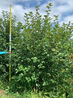 Яблоня декоративная Бренди Меджик (Brandy Magic)