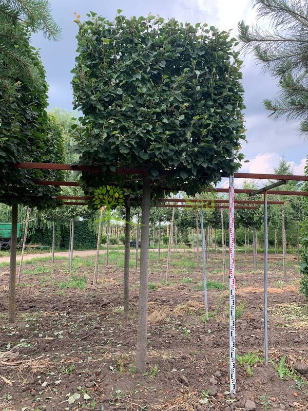 Липа мелколистная Гринспайер форма куб на штамбе