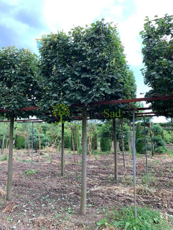 Липа мелколистная Гринспайер форма куб на штамбе