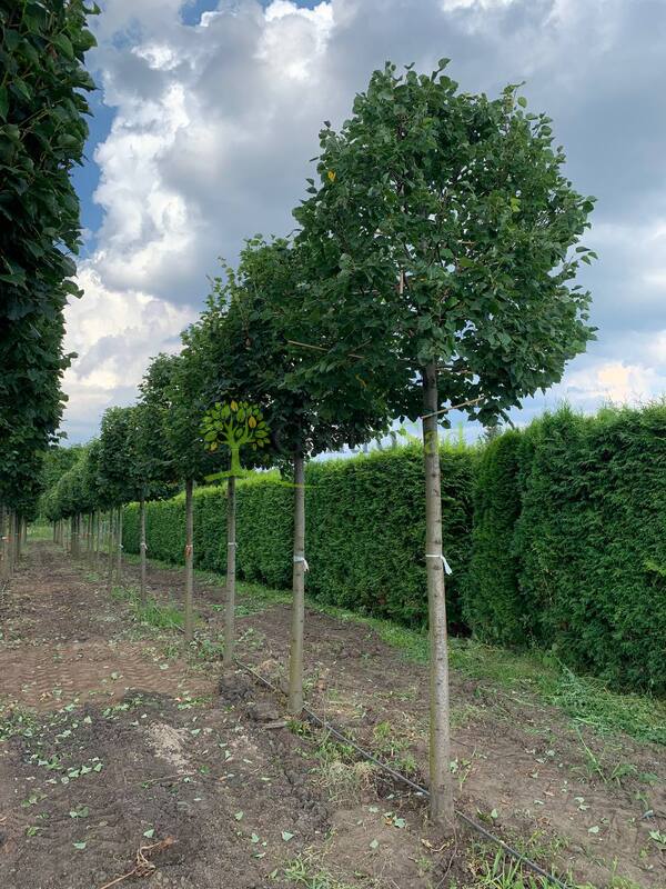 Липа мелколистная Гринспайер форма куб на штамбе