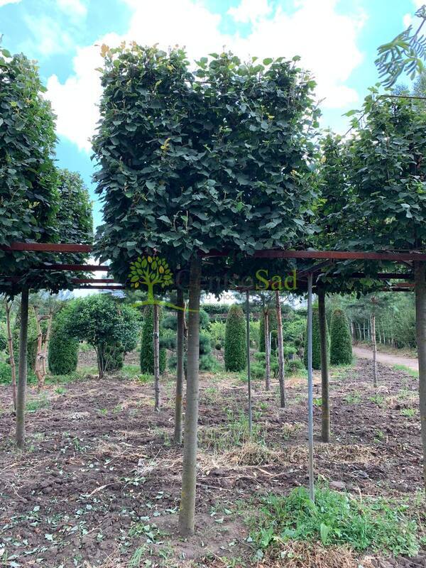 Липа мелколистная Гринспайер форма куб на штамбе