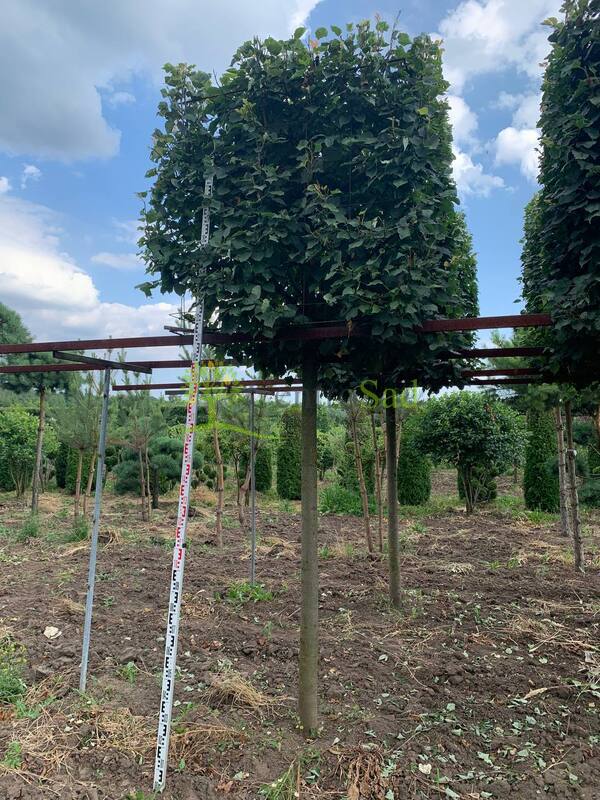 Липа мелколистная Гринспайер форма куб на штамбе