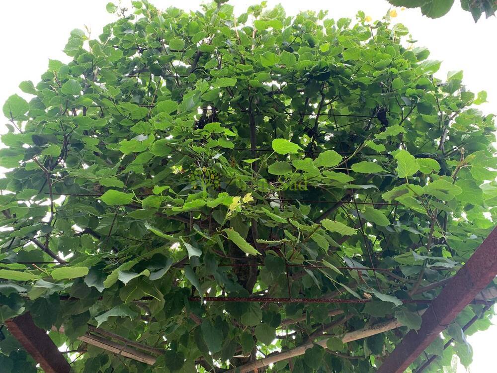 Липа мелколистная Гринспайер форма куб на штамбе