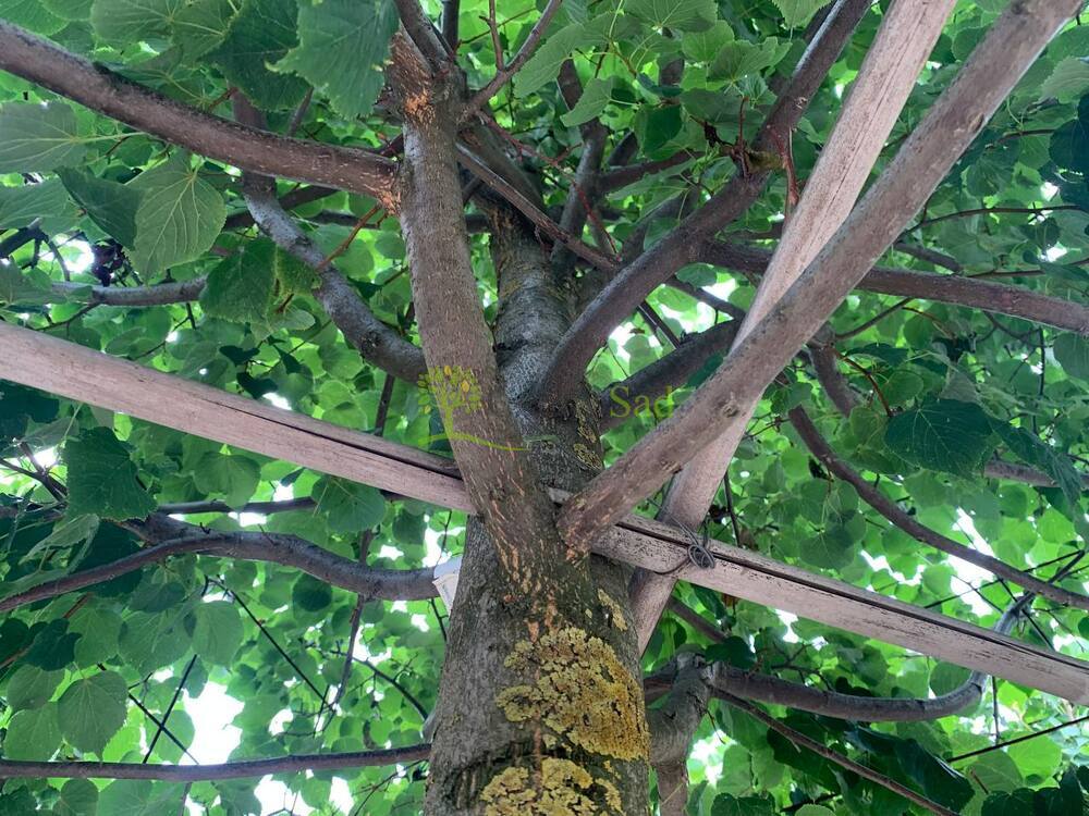 Липа мелколистная Гринспайер форма куб на штамбе